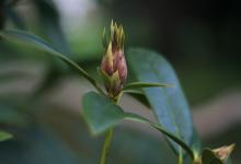Rhododendron ‘christmas cheer’. Photo © Dominica Williamson