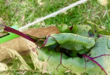 St. Maddern's Workshop, Trengwainton. © Dominica Williamson