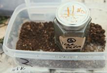 Workshops by Dom Williamson