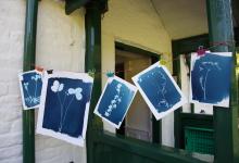 Trengwainton Plants Cyanotypes