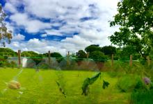 Hearing Voices Network - A Walking Workshop, Trengwainton. © Dominica Williamson