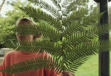 Dom and the fern, Trengwainton. Photo © Barbara Santi.