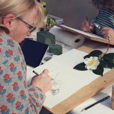 Ros drawing a Camelia, Trengwainton botanical illustration Spring course