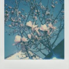 Magnolia, Trengwainton Garden, near the gardener's cottage