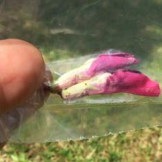 St. Maddern's School workshop, Trengwainton. © Dominica Williamson