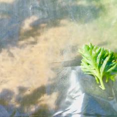 St. Maddern's School workshop, Trengwainton. © Dominica Williamson