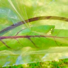 St. Maddern's School workshop, Trengwainton. © Dominica Williamson