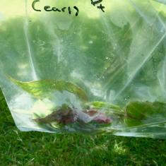 St. Maddern's School workshop, Trengwainton. © Dominica Williamson