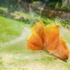 St. Maddern's School workshop, Trengwainton. © Dominica Williamson