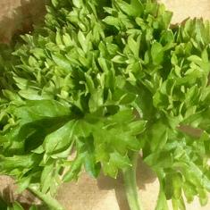 St. Maddern's School workshop, Trengwainton. © Dominica Williamson