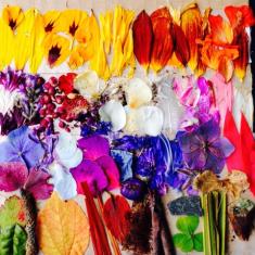 © Samme Charlesworth