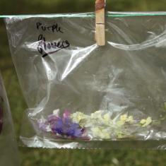 St. Maddern's School workshop, Trengwainton. © Barbara Santi