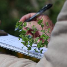 Specimens, Trengwainton Garden