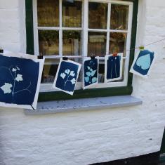Cyanotypes. Trengwainton Garden