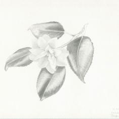 Camelia drawing, Trengwainton Camelia drawing, Trengwainton botanical illustration Spring course.  © Lou Brett