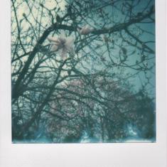 Magnolia campbellii var. mollicomata with Magnolia campbellii subsp. mollicomata 'Lanarth' in background, Trengwainton walled kitchen garden. Photo © Barbara Santi