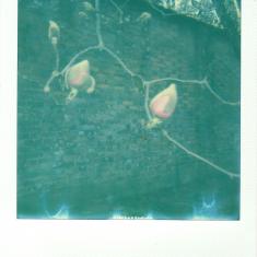 Bud of a Magnolia campbellii var. mollicomata, Trengwainton walled kitchen garden. Photo © Barbara Santi