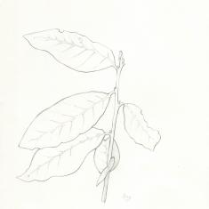 Bay leaves, Trengwainton botanical illustration Spring course.  © Taiman Marks