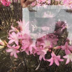 Shallal Workshop at Trengwainton. © Zoe Wilton