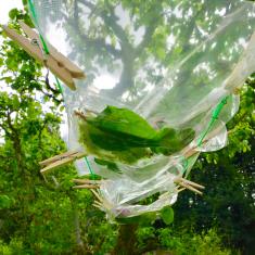 Hearing Voices Network - A Walking Workshop, Trengwainton. © Dominica Williamson