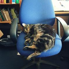 Alfred the cat on the Head Gardener's chair