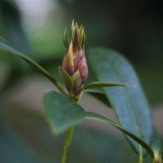 Rhododendron ‘christmas cheer’. Photo © Dominica Williamson