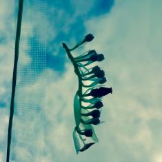 Hearing Voices Network - A Walking Workshop, Trengwainton. © Dominica Williamson