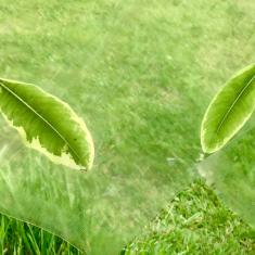 Hearing Voices Network - A Walking Workshop, Trengwainton. © Dominica Williamson