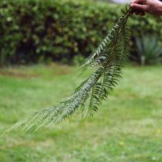 Tree Fern, Trengwainton. 