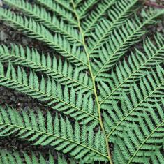 Tree ferns, Trengwainton. 