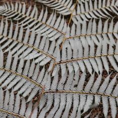 Silver Tree Fern, Trengwainton. Photo © Barbara Santi.