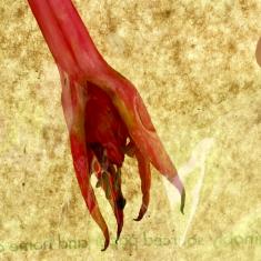 Hearing Voices Network - A Walking Workshop, Trengwainton. © Dominica Williamson