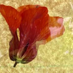 Hearing Voices Network - A Walking Workshop, Trengwainton. © Dominica Williamson