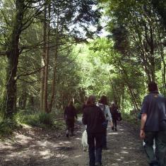 Top shelter belt, Trengwainton. 