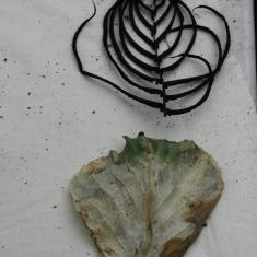 Photo © Dom Williamson