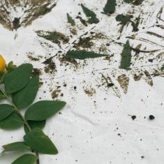 Photo © Dom Williamson