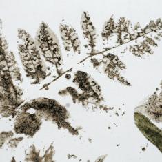 Photo © Dom Williamson