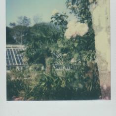 Greenhouse & pink rose