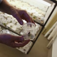 Plant specimen. Photo © Barbara Santi