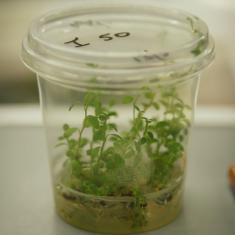 Micro propagating specimen.  