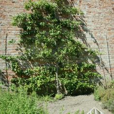 Pear Tree, Trengwainton. 