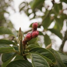 Magnolia seedpod, Trengwainton. 